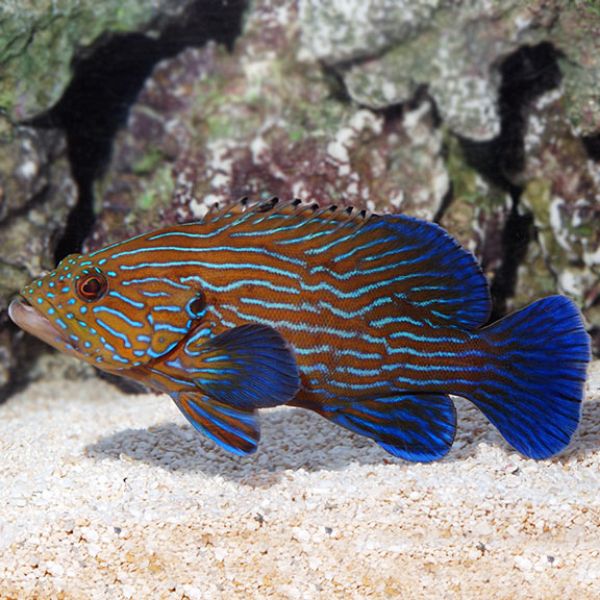 Cephalopholis formosa