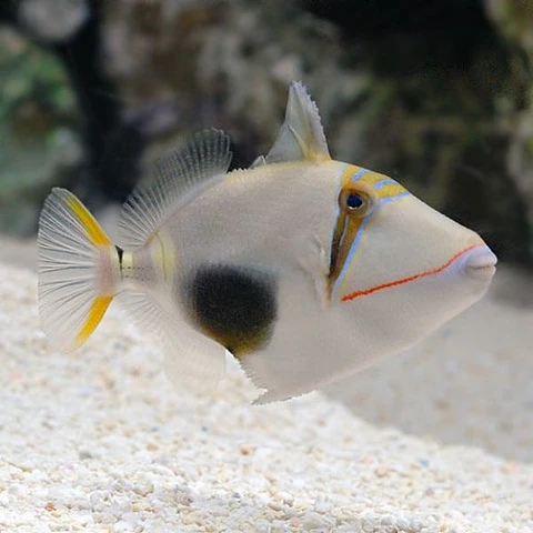 Rhinecanthus verrucosus