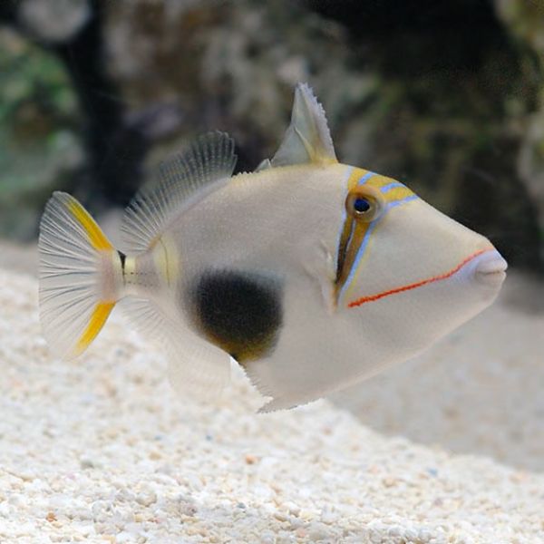 Rhinecanthus verrucosus