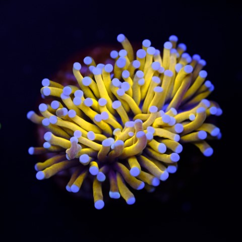 Euphyllia Banana Torch
