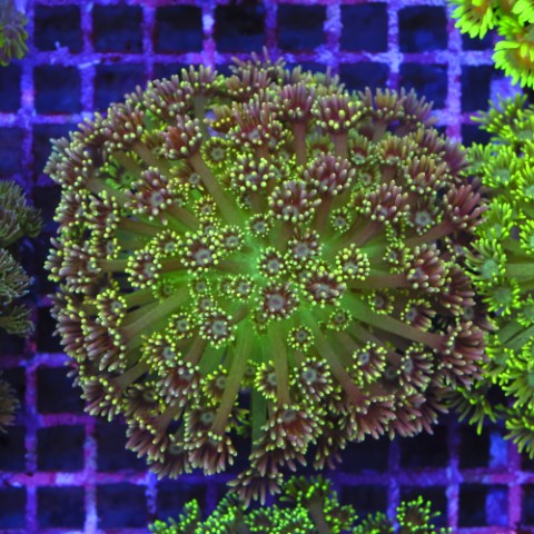 Goniopora Rainbow