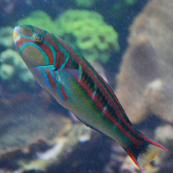 Thalassoma quinquevittatum 1