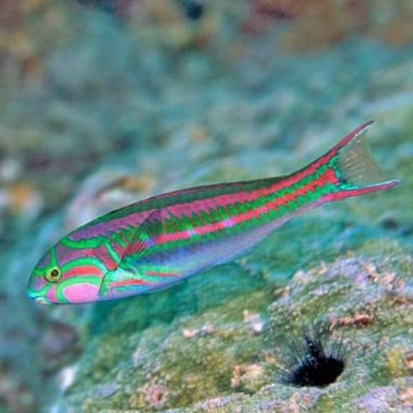 Thalassoma quinquevittatum 2