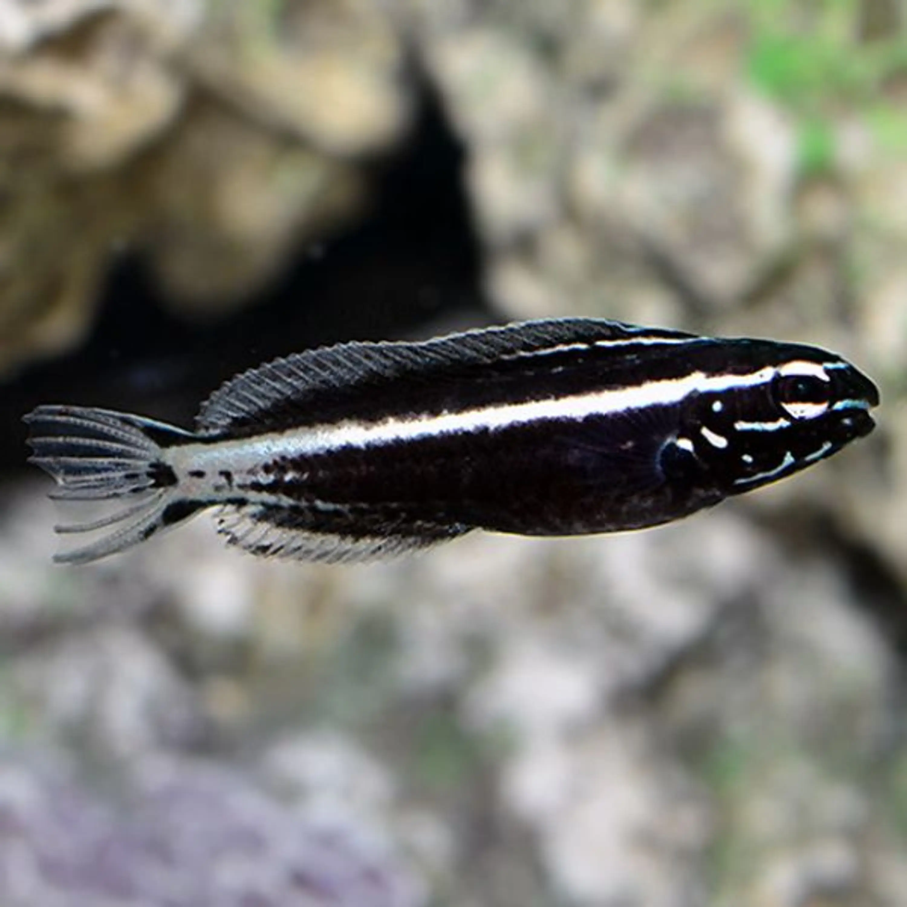 Meiacanthus kamoharai