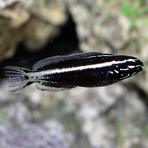 Meiacanthus kamoharai