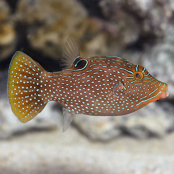 Canthigaster papua