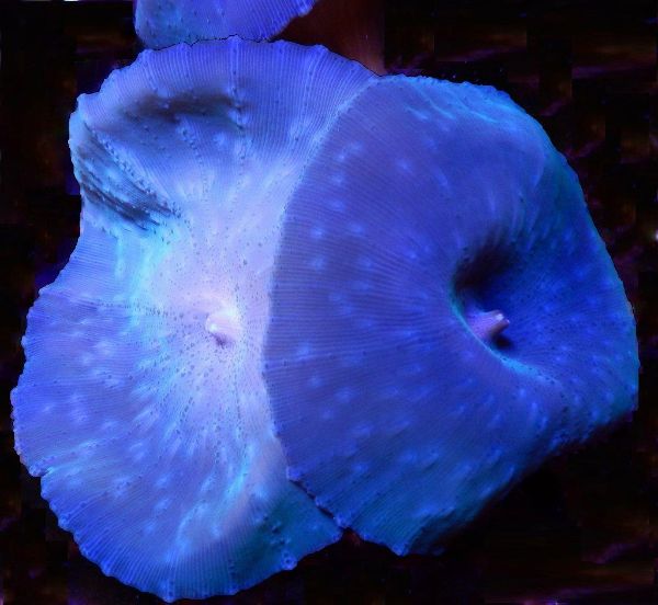 Discosoma Coeruleus