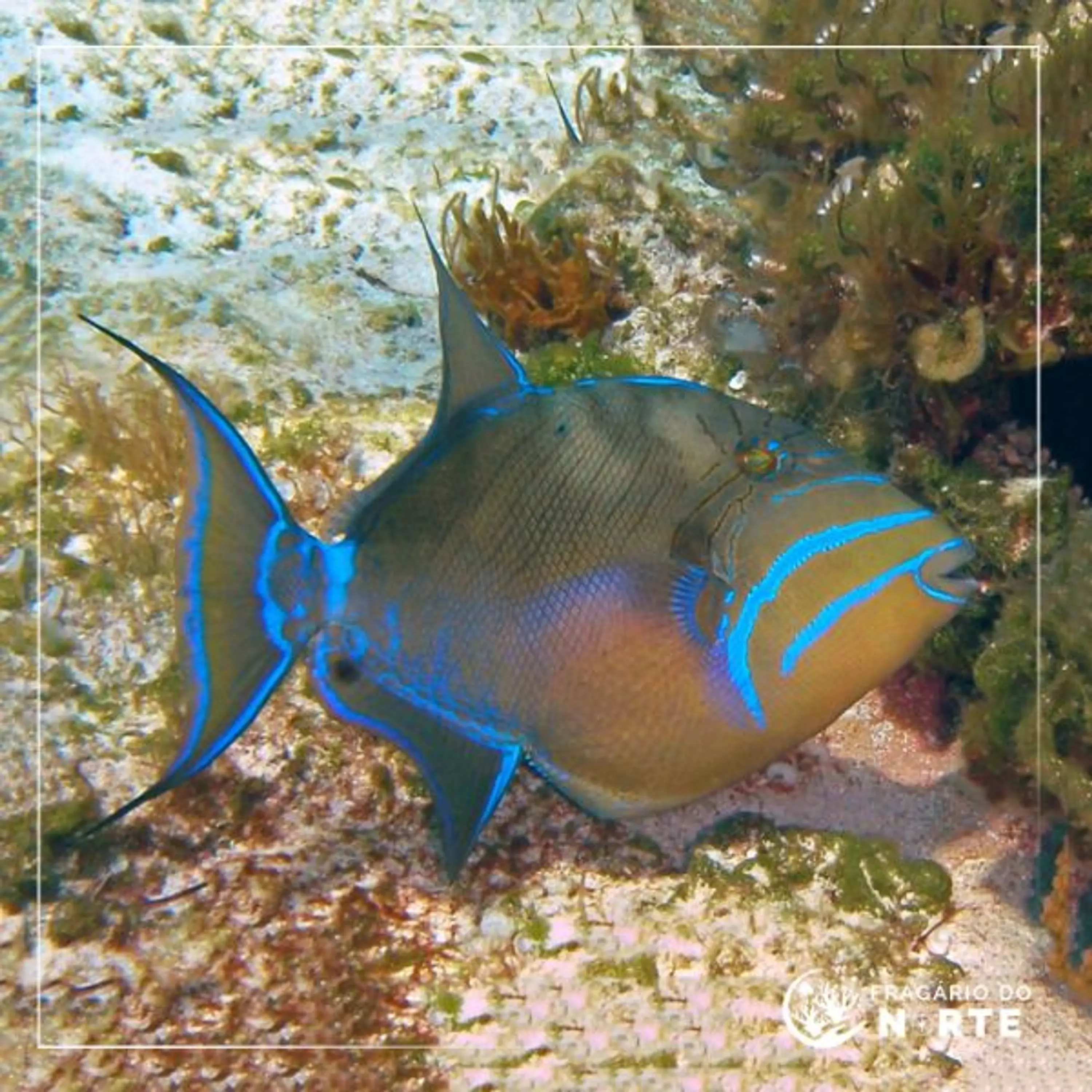 Balistes vetula