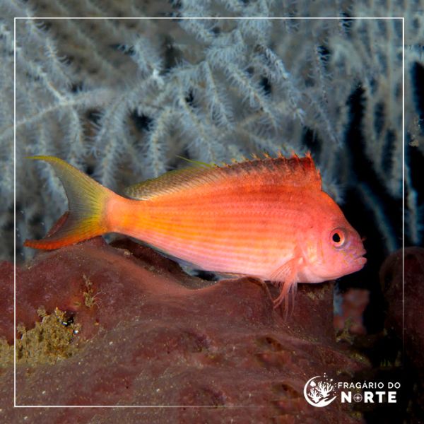 Cyprinocirrhites polyactis