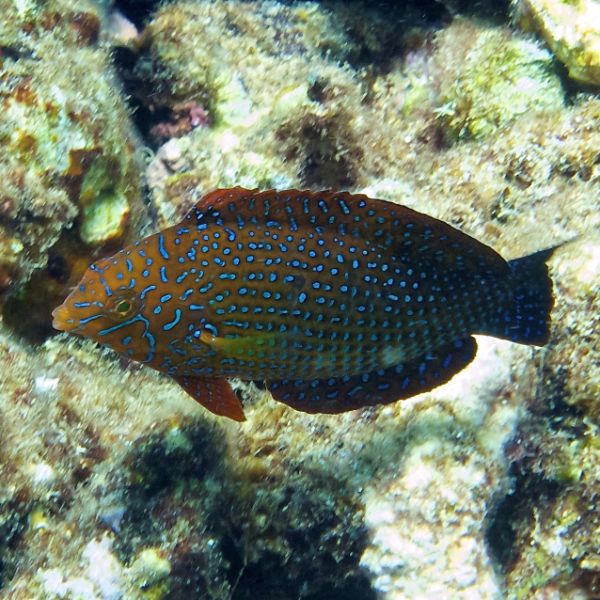 Macropharyngodon geoffroy