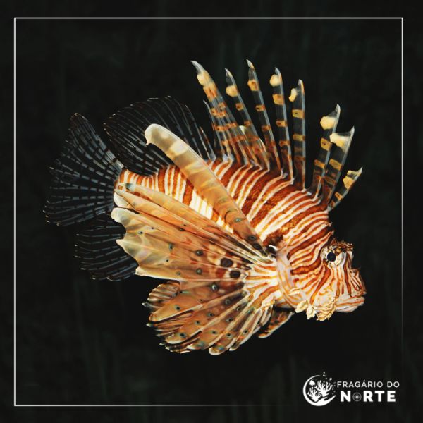Pterois miles