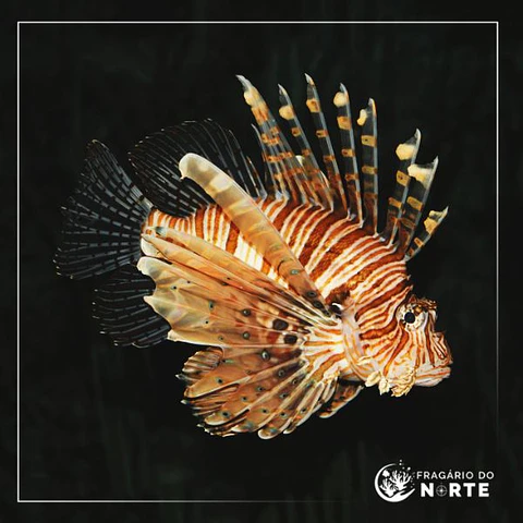 Pterois miles