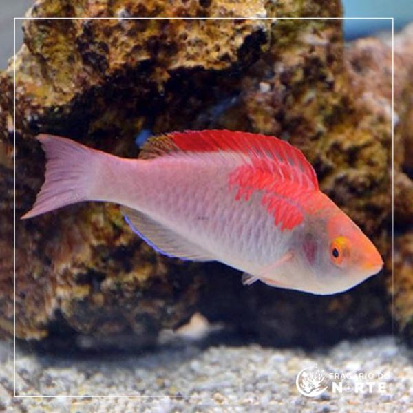 Cirrhilabrus adornatus