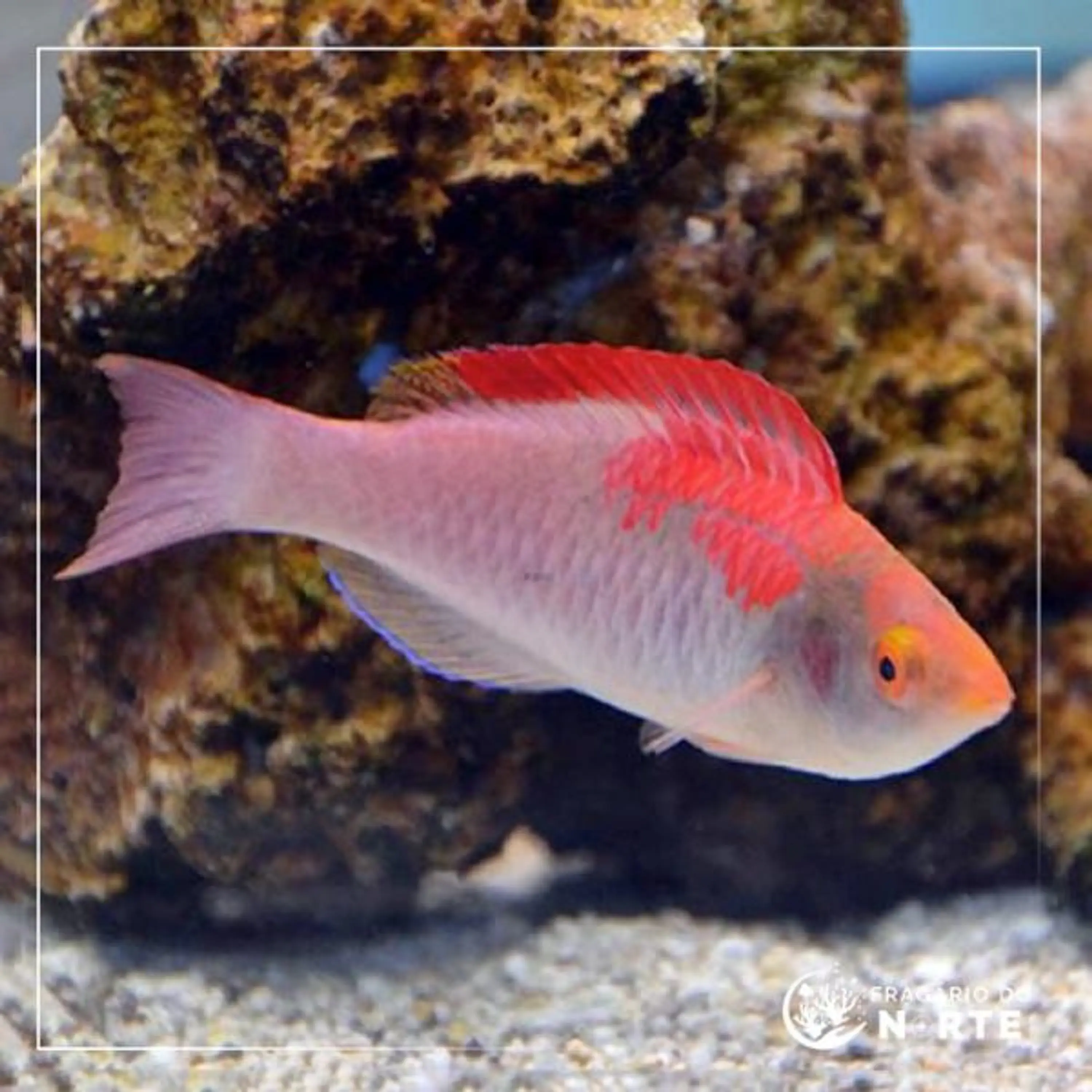 Cirrhilabrus adornatus