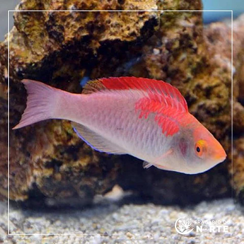 Cirrhilabrus adornatus