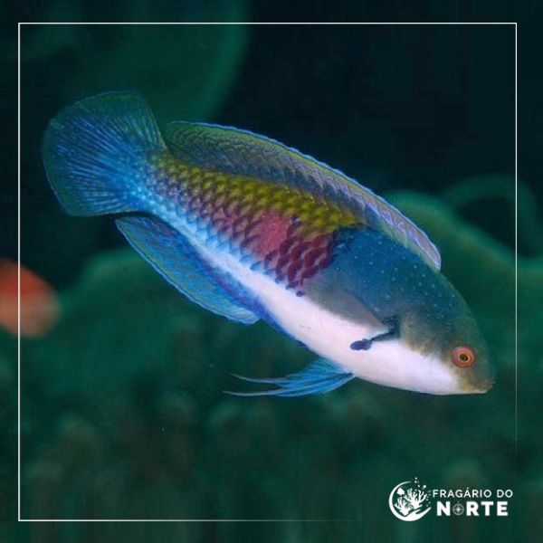 Cirrhilabrus cyanopleura