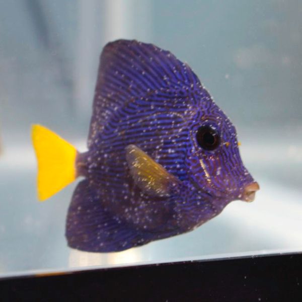 Amyloodinium ocellatum 1