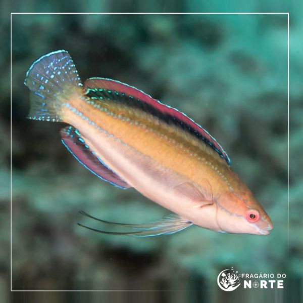 Cirrhilabrus temminckii