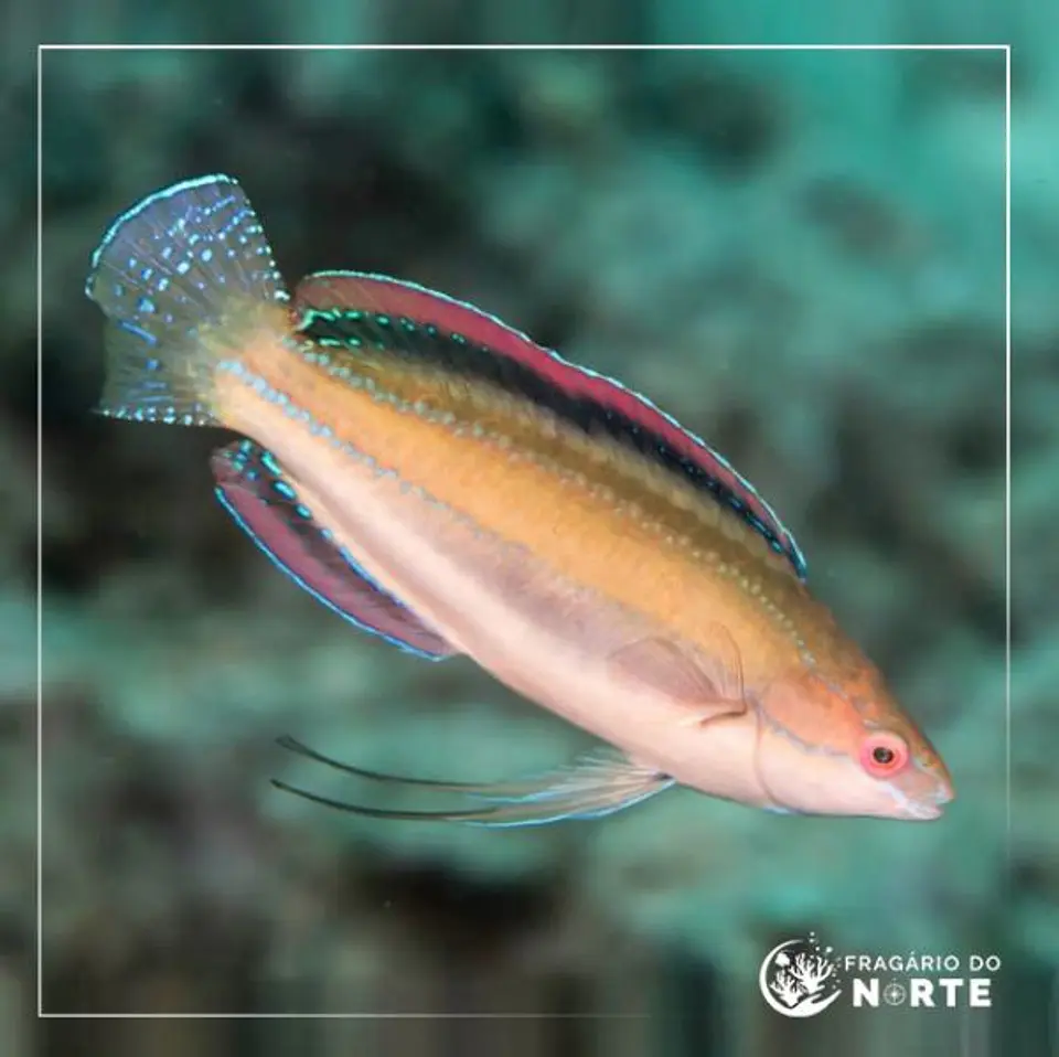Cirrhilabrus temminckii 1