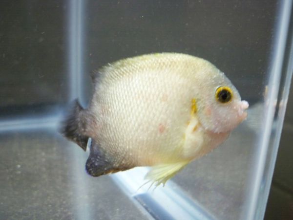 Amyloodinium ocellatum 3