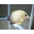 Amyloodinium ocellatum 3