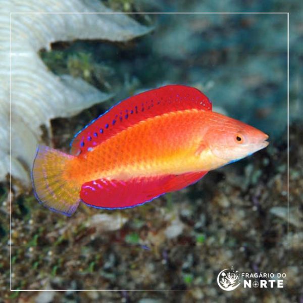 Cirrhilabrus rubripinnis