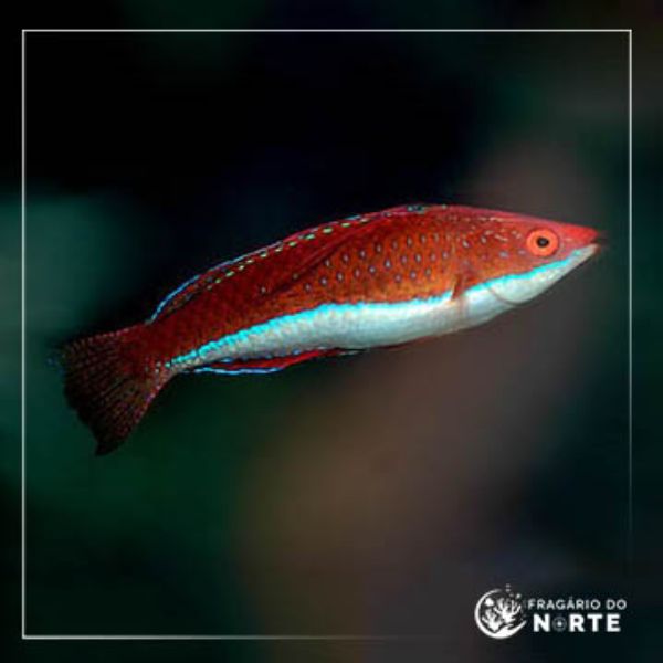 Cirrhilabrus rubriventralis