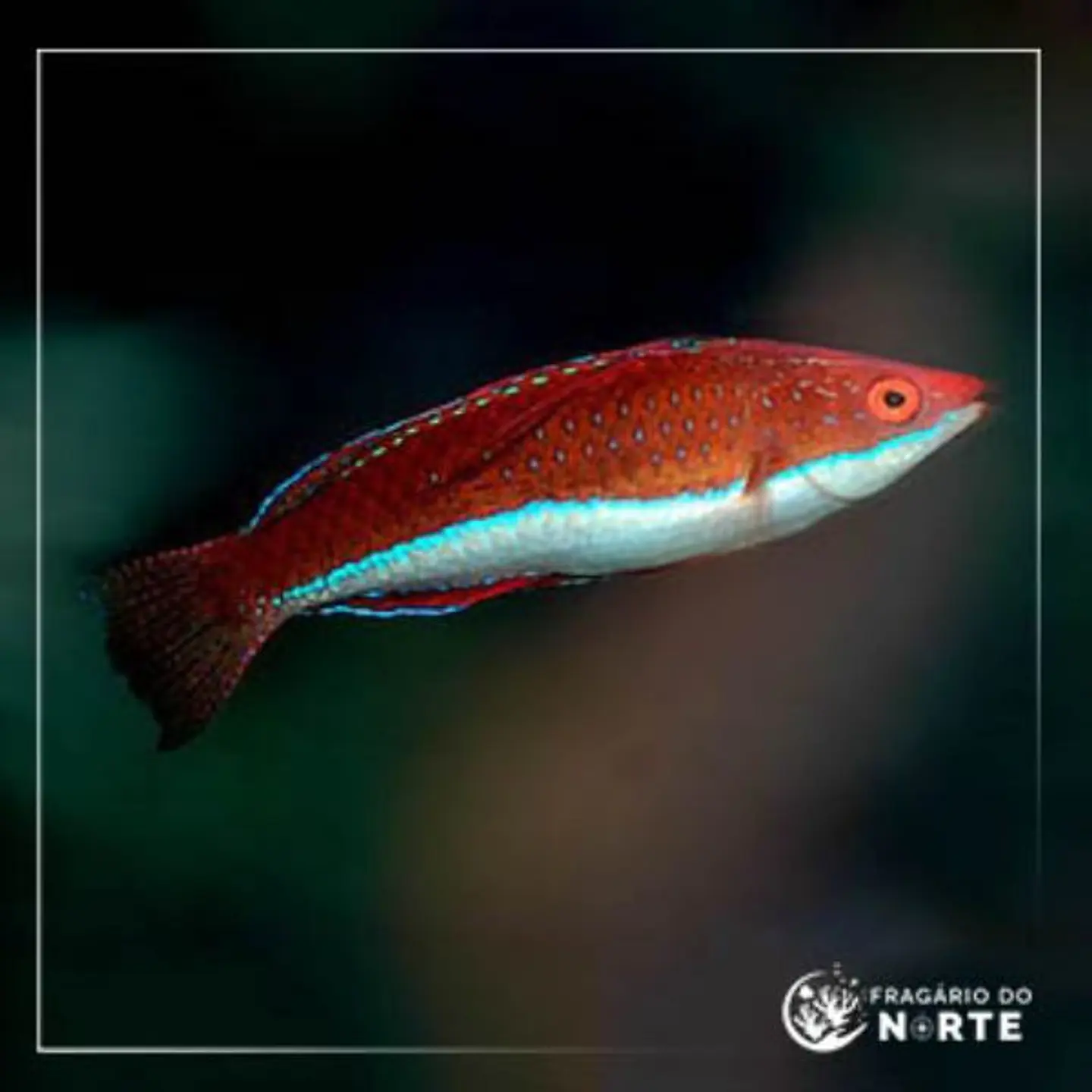 Cirrhilabrus rubriventralis 1