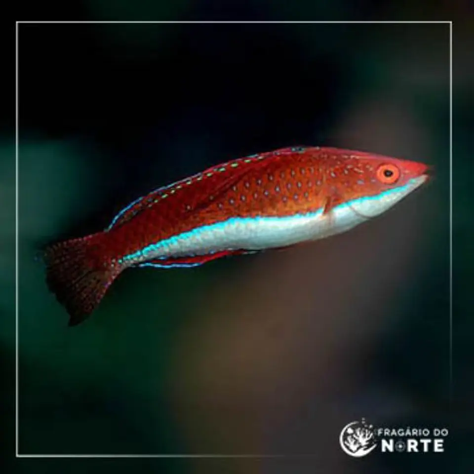 Cirrhilabrus rubriventralis 1