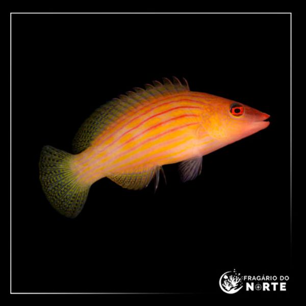 Pseudocheilinus octotaenia