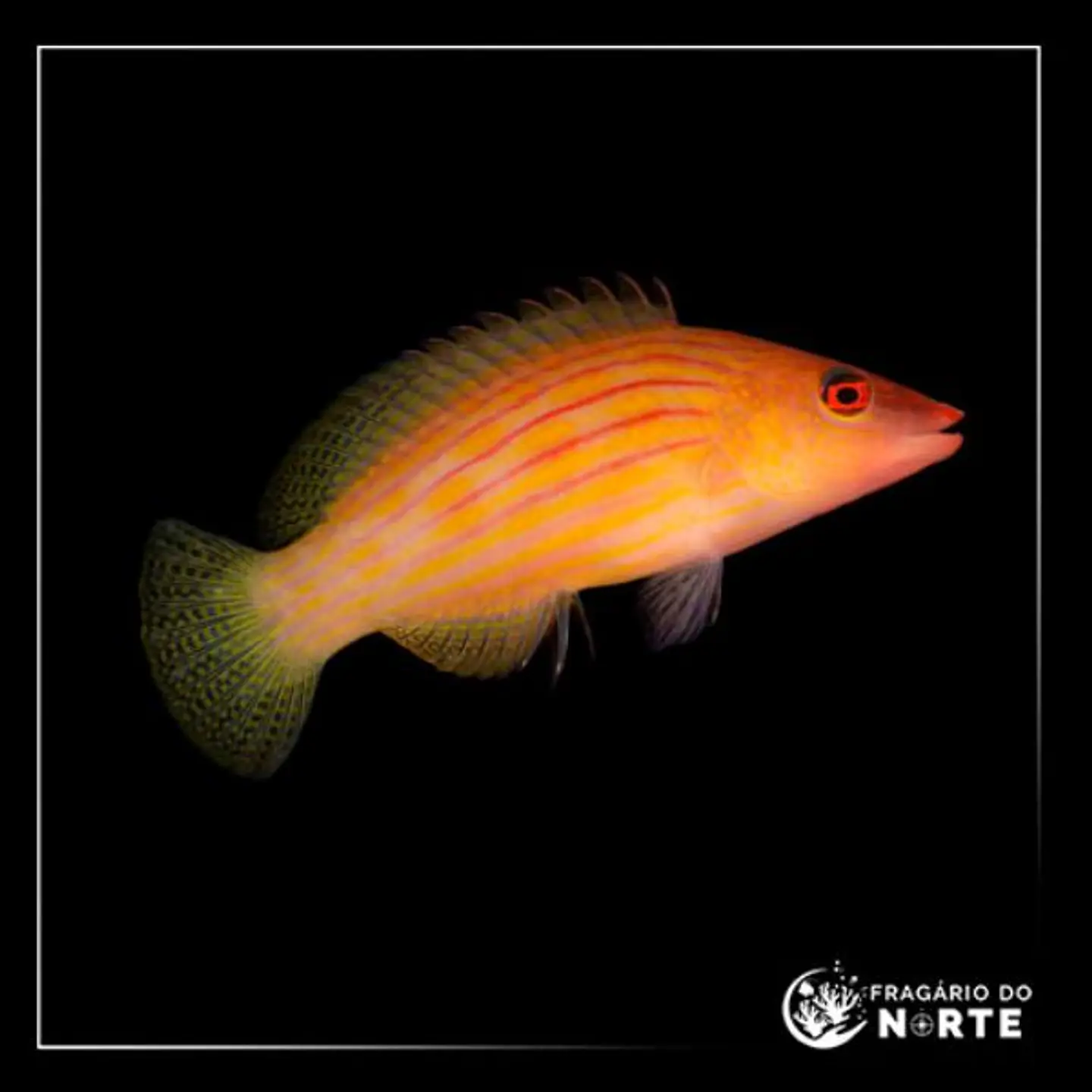 Pseudocheilinus octotaenia 1