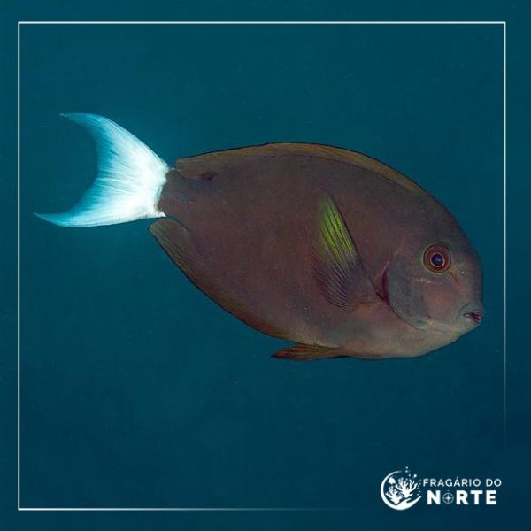 Acanthurus thompsoni