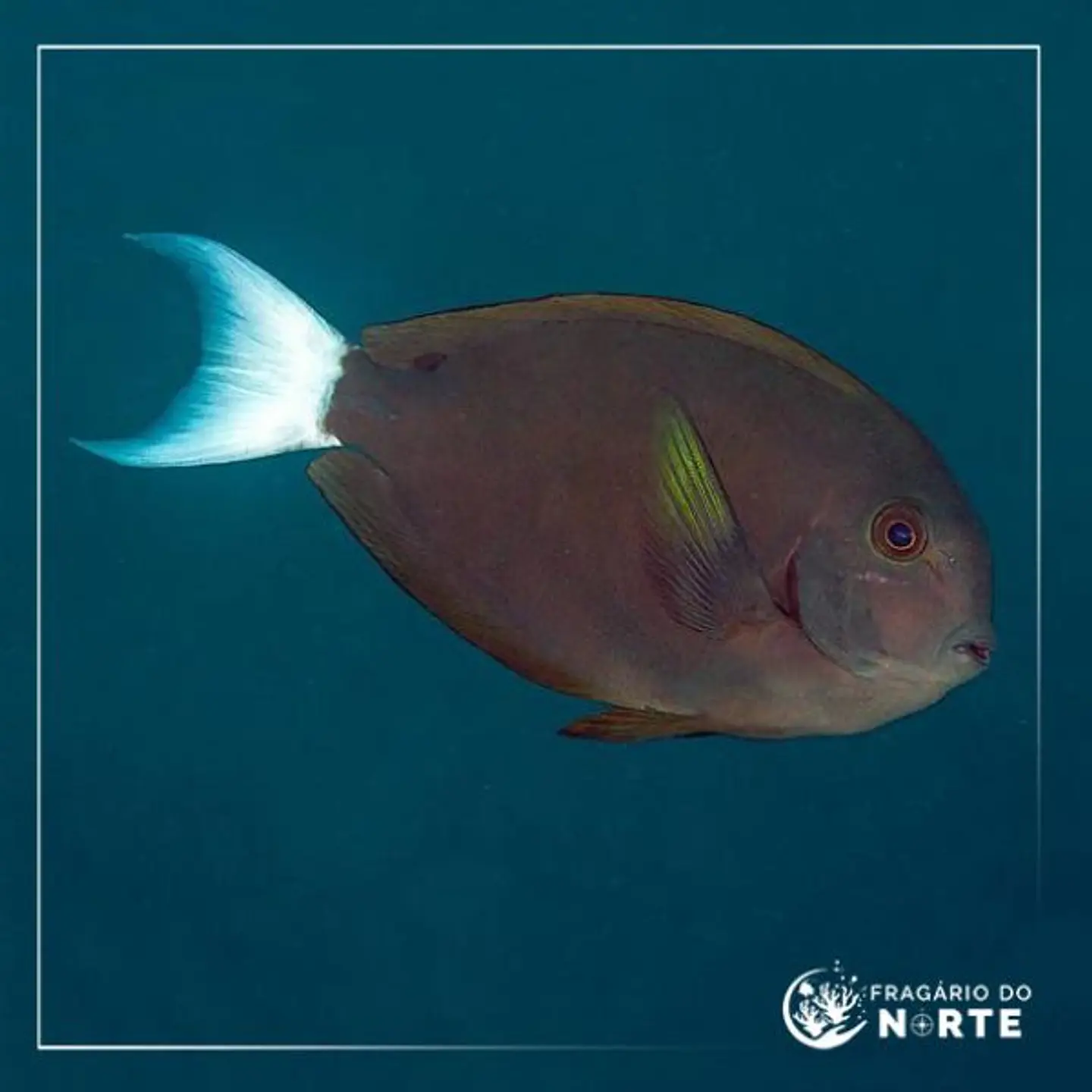 Acanthurus thompsoni 1