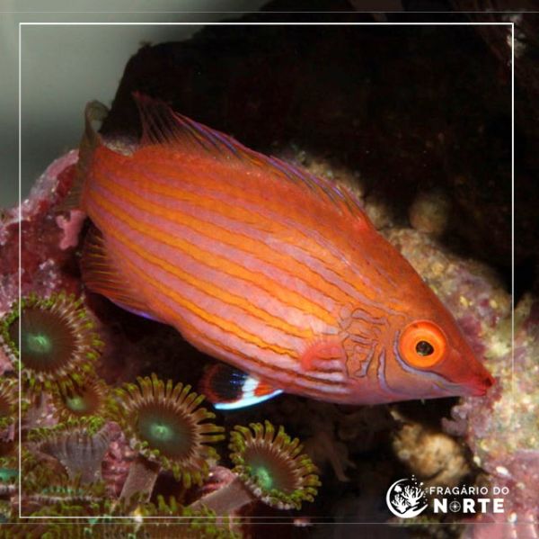 Pseudocheilinops ataenia