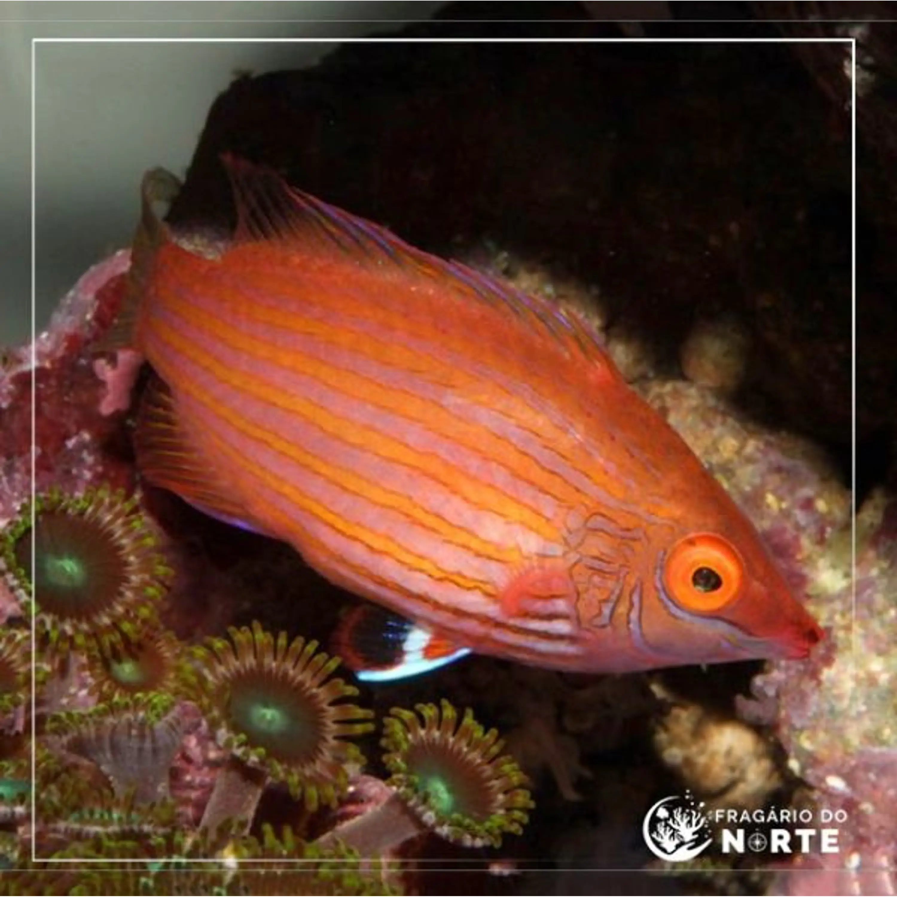 Pseudocheilinops ataenia