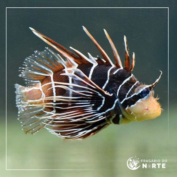 Pterois radiata