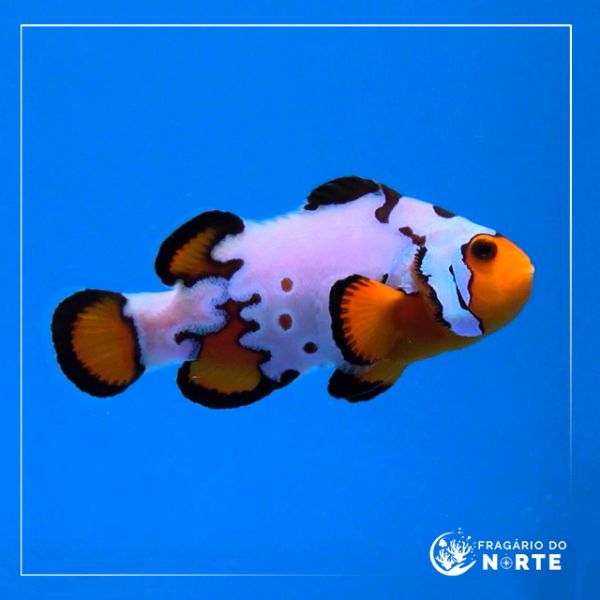 Amphiprion ocellaris snowflake