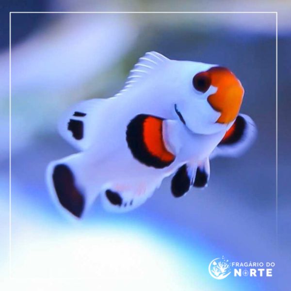 Amphiprion percula Platinum