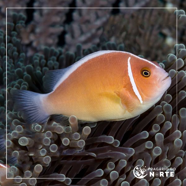 Amphiprion perideraion