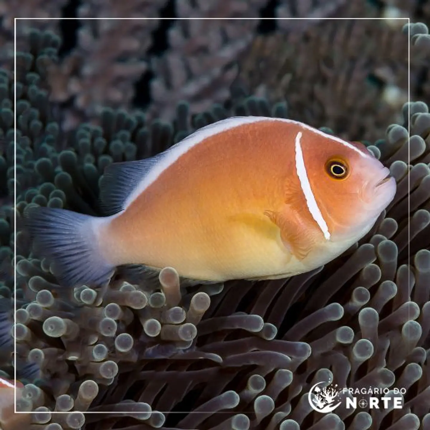 Amphiprion perideraion 1