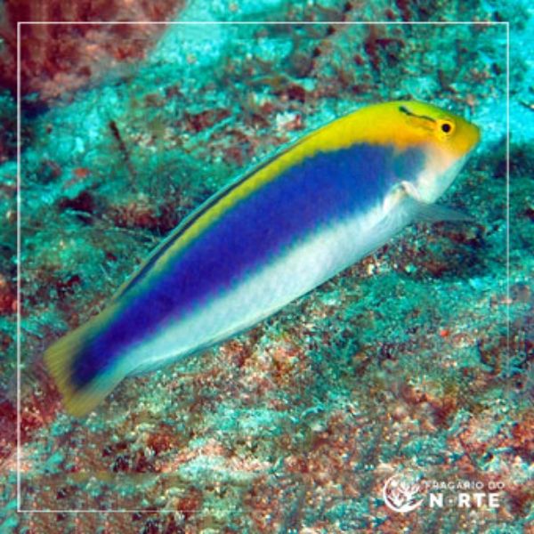 Halichoeres cyanocephalus