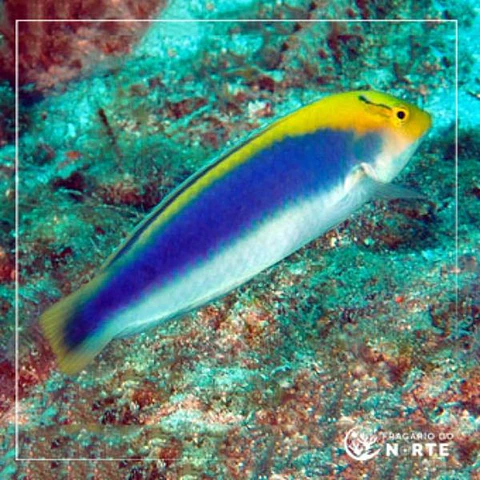 Halichoeres cyanocephalus