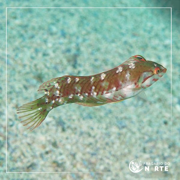 Novaculichthys macrolepidotus