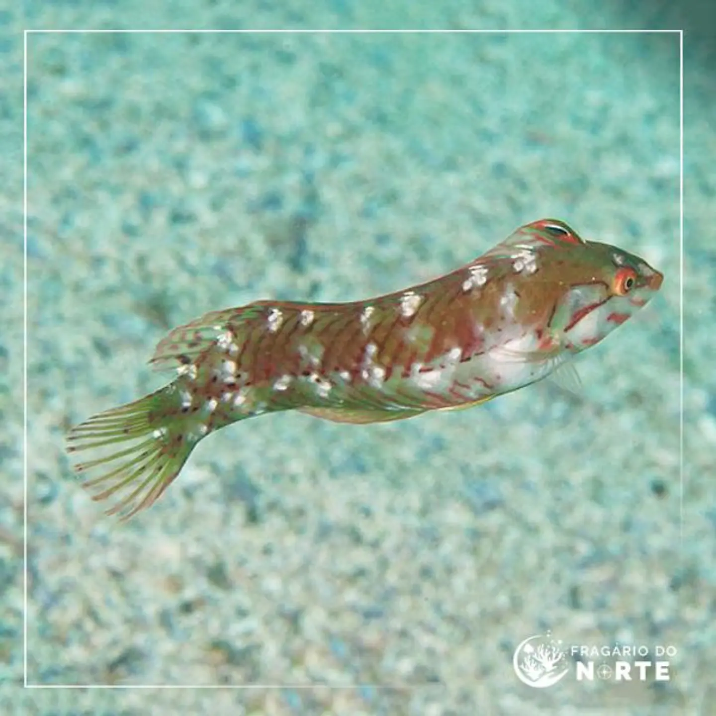 Novaculichthys macrolepidotus 1