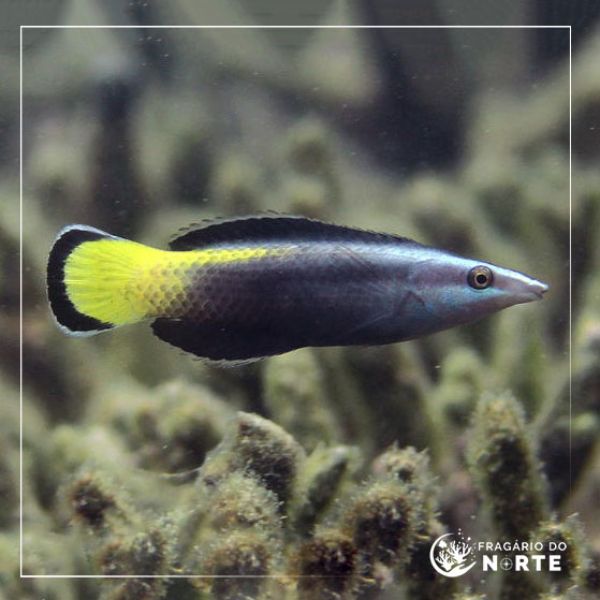 Labroides bicolor