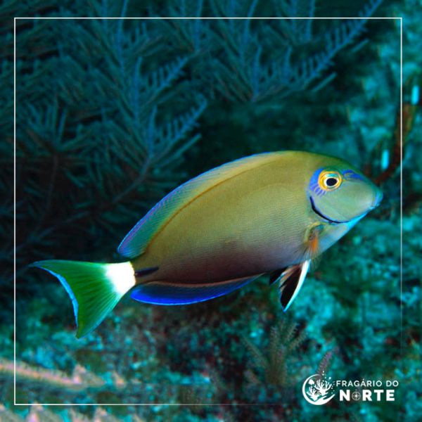 Acanthurus bahianus