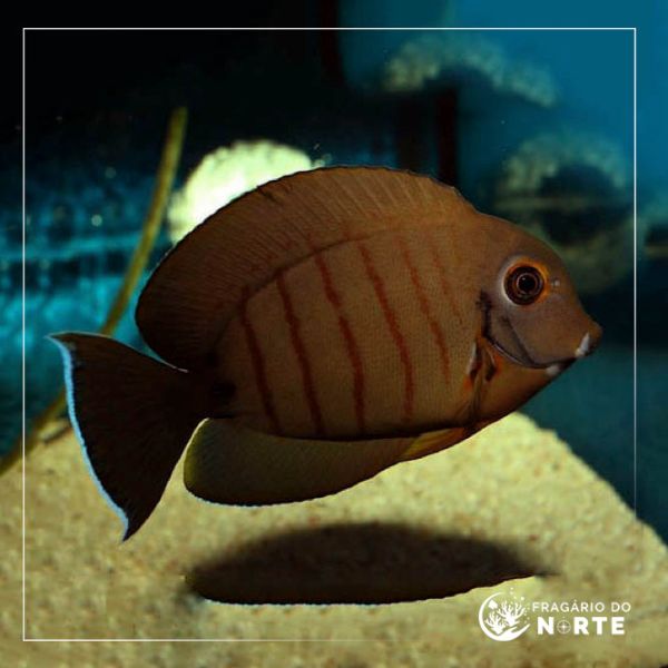 Acanthurus tristis 1