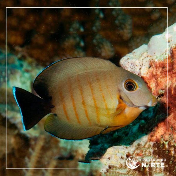Acanthurus tristis 2