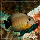 Acanthurus tristis 2