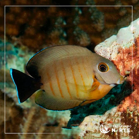 Acanthurus tristis